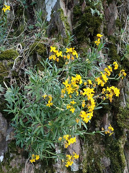 Erysimum cheiri \ Goldlack, D Bad Kreuznach, Ruine Rheingrafenstein 20.4.2021