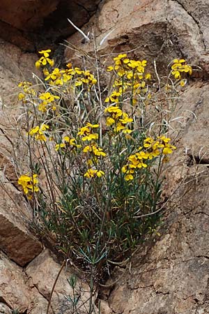 Erysimum cheiri \ Goldlack, D Bad Kreuznach, Ruine Rheingrafenstein 20.4.2021