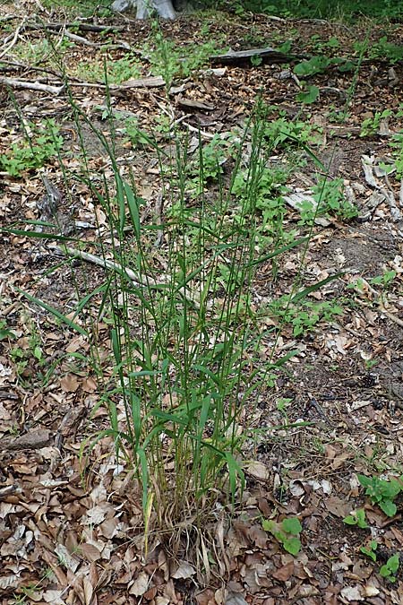 Elymus caninus / Bearded Couch, D Mannheim 10.6.2021