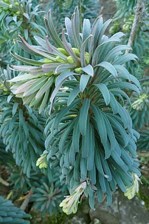 Euphorbia characias \ Palisaden-Wolfsmilch / Large Mediterranean Spurge, D St. Martin an der Weinstraße 23.2.2022