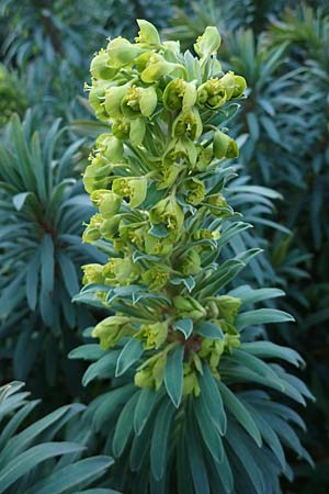 Euphorbia characias / Large Mediterranean Spurge, D St. Martin an der Weinstraße 23.2.2022