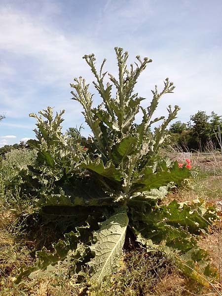 Onopordum acanthium \ Gewhnliche Esels-Distel, D Mannheim 22.5.2022