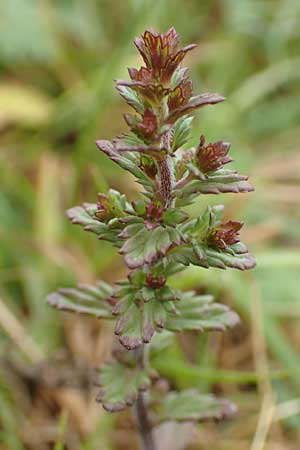 Euphrasia diekjobstii \ Kleinbltiger Steifer Augentrost, D Iserlohn 11.7.2018