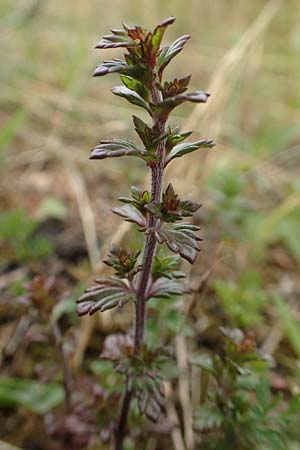 Euphrasia diekjobstii \ Kleinbltiger Steifer Augentrost / Diekjobst's Eyebright, D Iserlohn 11.7.2018