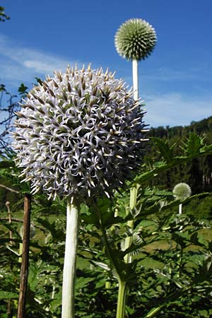 Echinops exaltatus \ Drsenlose Kugeldistel, D Beuron 26.7.2015