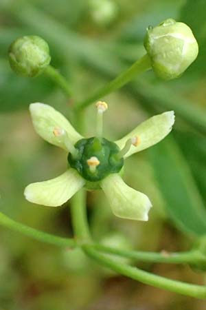 Euonymus europaeus \ Gewhnliches Pfaffenhtchen, D Mannheim 10.5.2016