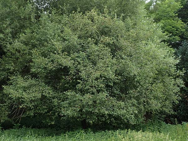 Euonymus europaeus \ Gewhnliches Pfaffenhtchen / Spindle, D Erlenbach am Main 24.6.2017