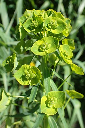 Euphorbia esula / Leafy Spurge, D Xanten 24.4.2019
