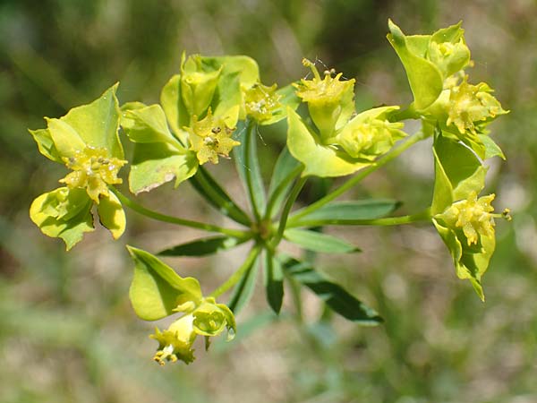 Euphorbia esula / Leafy Spurge, D Kollerinsel 6.5.2020