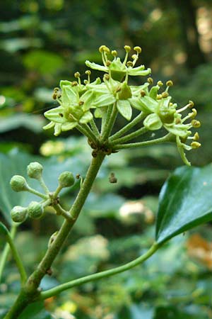 Hedera helix \ Efeu, D Obernburg am Main 10.9.2016