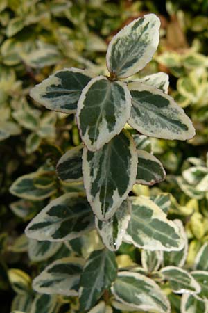 Euonymus fortunei \ Kletter-Spindelstrauch, Kriechspindel-Pfaffenhtchen / Fortune's Spindle, D Odenwald, Lindenfels 3.10.2018