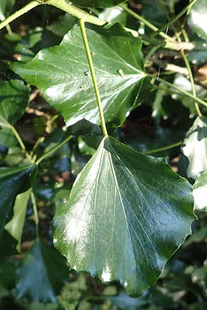 Hedera helix \ Efeu, D Obernburg am Main 10.9.2016