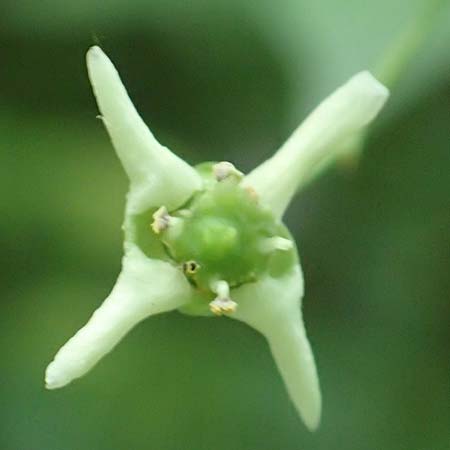 Euonymus bungeanus \ Bunges Spindelstrauch, D Hagen 21.5.2018