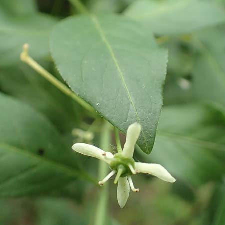 Euonymus bungeanus \ Bunges Spindelstrauch, D Hagen 21.5.2018