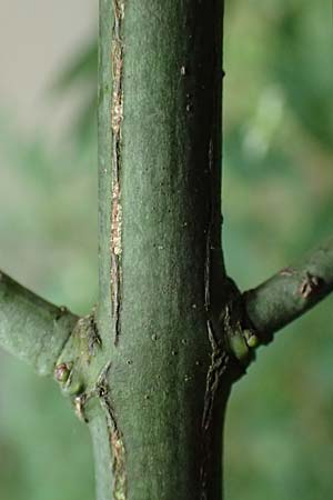 Euonymus bungeanus / Bunge's Spindle, D Hagen 21.5.2018