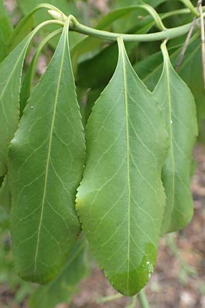 Euonymus fortunei \ Kletter-Spindelstrauch, Kriechspindel-Pfaffenhtchen, D Mannheim 11.2.2019