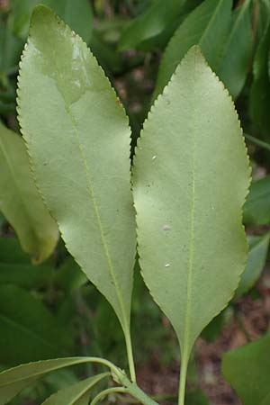 Euonymus fortunei \ Kletter-Spindelstrauch, Kriechspindel-Pfaffenhtchen, D Mannheim 11.2.2019