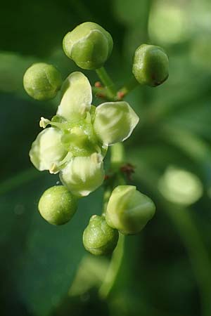 Euonymus fortunei \ Kletter-Spindelstrauch, Kriechspindel-Pfaffenhtchen, D Mannheim 3.6.2019