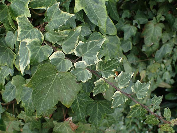 Hedera helix / Ivy, D Mannheim 3.2.2022