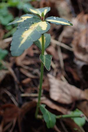 Euonymus fortunei \ Kletter-Spindelstrauch, Kriechspindel-Pfaffenhtchen, D Mannheim 21.2.2022