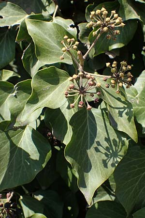 Hedera helix \ Efeu / Ivy, D Bockenheim 23.3.2022