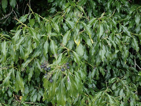 Hedera helix \ Efeu / Ivy, D Kallstadt 12.4.2022