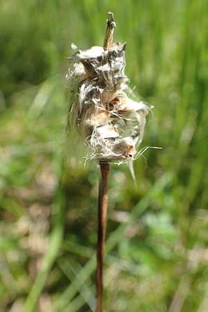 Eriophorum vaginatum \ Scheiden-Wollgras / Hare's-Tail Cotton Grass, D Pfronten 28.6.2016