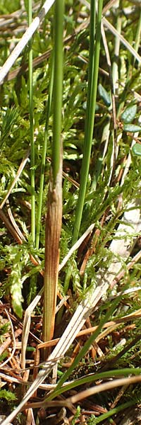 Eriophorum vaginatum \ Scheiden-Wollgras, D Pfronten 28.6.2016