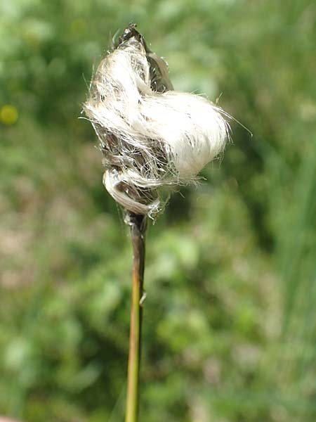 Eriophorum vaginatum \ Scheiden-Wollgras / Hare's-Tail Cotton Grass, D Pfronten 28.6.2016