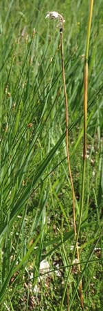 Eriophorum vaginatum \ Scheiden-Wollgras, D Pfronten 28.6.2016