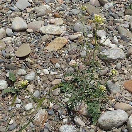 Erucastrum gallicum \ Franzsische Hundsrauke / Hairy Rocket, D Hartheim 22.7.2017