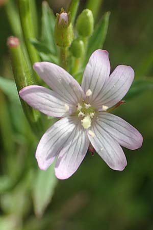 Epilobium glandulosum \ Alaska-Weidenrschen, D Monschau-Kalterherberg 27.7.2020