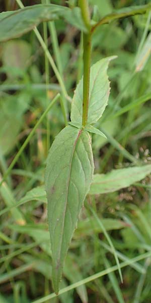 Epilobium glandulosum \ Alaska-Weidenrschen, D Monschau-Kalterherberg 27.7.2020