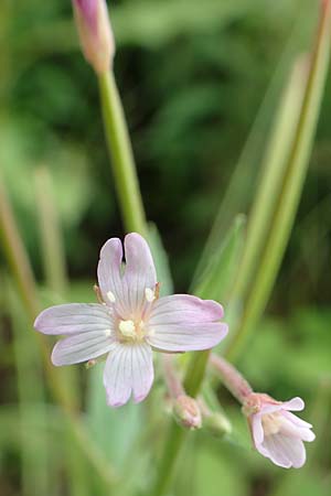 Epilobium glandulosum \ Alaska-Weidenrschen, D Monschau-Kalterherberg 27.7.2020