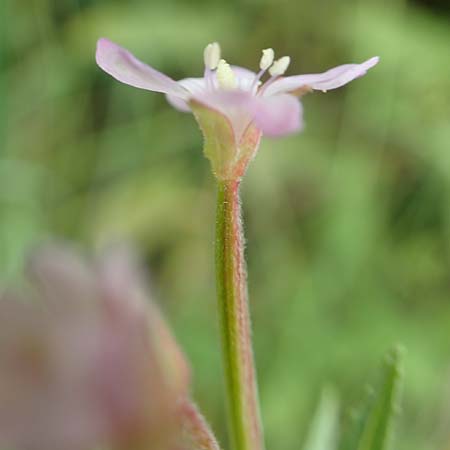 Epilobium glandulosum \ Alaska-Weidenrschen, D Monschau-Kalterherberg 27.7.2020