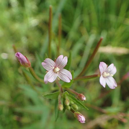 Epilobium glandulosum \ Alaska-Weidenrschen, D Monschau-Kalterherberg 27.7.2020