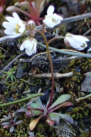 Draba glabrescens \ Kahles Hungerblmchen, D Mannheim-Rheinau 5.3.2022