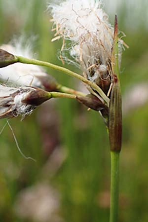 Eriophorum gracile \ Schlankes Wollgras / Slender Cotton Grass, D  20.5.2023