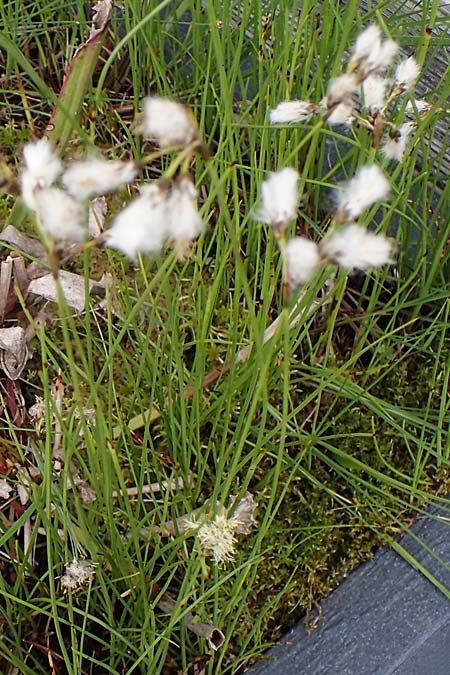 Eriophorum gracile \ Schlankes Wollgras, D  20.5.2023