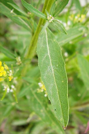 Erysimum virgatum \ Steifer Schterich / Hawkweed-Leaved Treacle Mustard, D Eching 25.7.2015