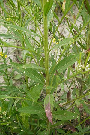 Erysimum virgatum \ Steifer Schterich, D Eching 25.7.2015