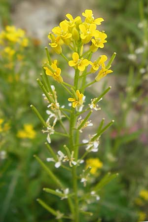 Erysimum virgatum \ Steifer Schterich, D Eching 25.7.2015