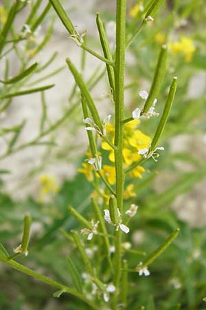 Erysimum virgatum \ Steifer Schterich, D Eching 25.7.2015