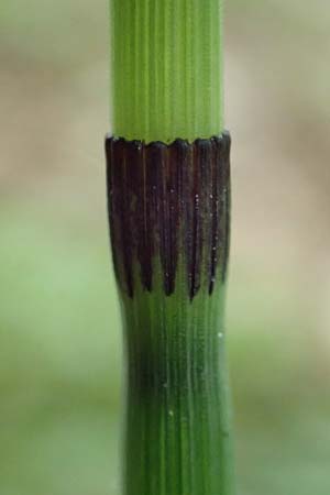 Equisetum hyemale \ Winter-Schachtelhalm / Rough Horsetail, Dutch Rush, D Darmstadt 15.7.2017