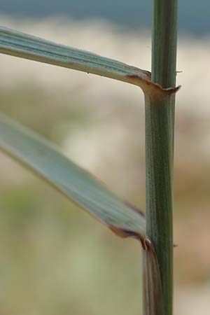 Elymus hispidus \ Graugrne Quecke / Intermediate Wheatgrass, D Philippsburg 7.7.2018