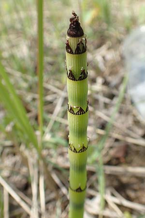 Equisetum hyemale subsp. affine \ Riesen-Winter-Schachtelhalm / Scouring-Rush Horsetail, D Hagen 14.6.2019