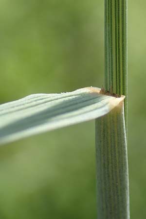 Elymus hispidus \ Graugrne Quecke / Intermediate Wheatgrass, D Grißheim 18.6.2019