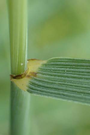 Elymus hispidus \ Graugrne Quecke / Intermediate Wheatgrass, D Grißheim 18.6.2019