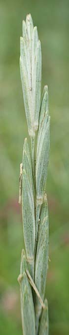 Elymus hispidus \ Graugrne Quecke / Intermediate Wheatgrass, D Istein 16.7.2019