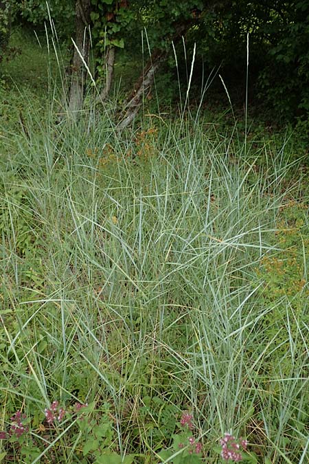 Elymus hispidus \ Graugrne Quecke / Intermediate Wheatgrass, D Istein 16.7.2019